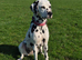 **Beautiful KC Dalmatian girl for sale through no fault of her own**