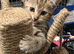 Beautiful babies for sale