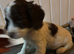 F1 Sprocker pups