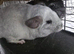 Male Chinchilla Kit looking for it's forever home