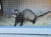 3 sandy hods 3 polecats hods