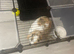 Male mini lop