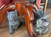 Russian blue mix kittens