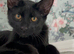 Maine coon kittens looking for their forever home two beautiful boys left full bread Maine coons
