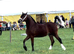 Stunning welsh section C filly