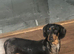 Dachshunds looking for new homes