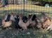 Serama pullet hens for sale