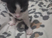Cute kittens