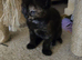 Kittens looking for sale