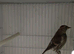 Redpolls.
