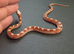 Hypo bloodred extreme pied baby corn snake