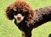 Chocolate Phantom KC Reg Toy Poodle Stud