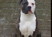 American bull dog x alphablood bulldog
