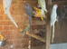 Ringnecks lovebirds cocktails