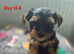 Ready now Yorkshire/Biewier terrier
