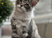 2 Gorgeous Pure Breed Maine Coon Kittens