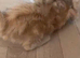 Active GCCF Red kitten Girl