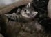 Pure bred maine coon female