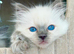 Ragdoll Kittens