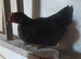 Chickens