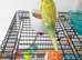 Beautiful boy budgie