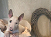 KC Registered English Bull Terrier Female – Ready Now