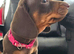Miniature dachshund