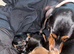 4 gorgeous miniature dachshund puppies