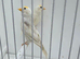BEAUTIFUL PROVEN PAIR REDPOLLS MUTATION COLORS