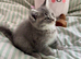 LAST BSH BOY (READY NOW)