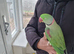 Super silly tamed Parrot for sale