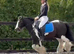12.2 approx cob gelding
