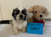 7 shush tzu puppy looking new home
