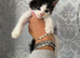 Ragdoll x domestic shorthair