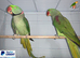Alexandrine parrot Glasgow