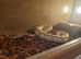 Female pythons
