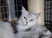 Male kittens ready to leave shortly