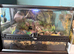 adult Brazilain pink birdeater tarantula And setup