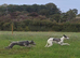 Greyhound lurchers 2 brothers