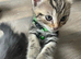 Bengal kittens and British Short hair x Bengal kittens