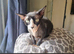 Lovley cat