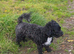 Wanted: Male Maltipoo, Havanese, Shihpoo Cavapoo Perthshire and Surrounding Areas