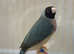 3 breeding pairs and a female