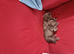 Kittens For sale