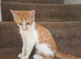 3 beautiful kittens