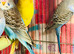 Young and adult budgies