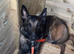 1-Year-Old Female Belgian Malinois – Protection/Guard Dog