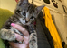 Beautiful kittens