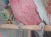 Galah
