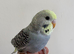 baby budgies